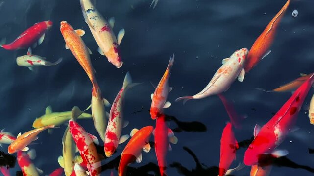 Golden carps and koi fishes in the pond.