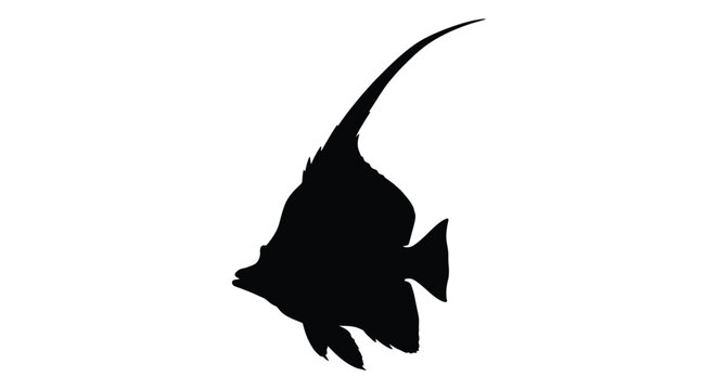 Elegant angelfish gracefully swimming in a dark striking silhouette