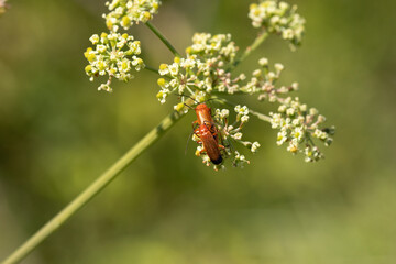 Téléphore fauve --- Cantharide fauve (Rhagonycha fulva) Rhagonycha fulva on an unidentified flower or plant 