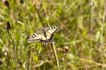 Machaon (Papilio machaon) Papilio machaon on an unidentified flower or plant  © Eric
