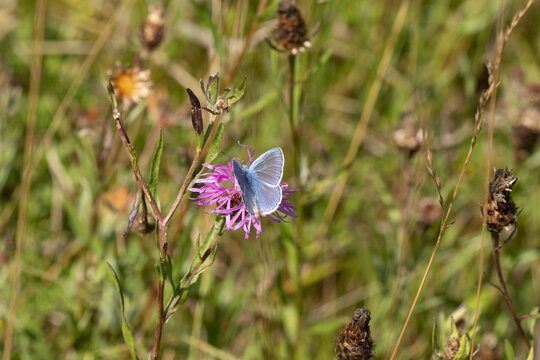 Argus bleu --- Azur&eacute; commun (Polyommatus icarus)
Polyommatus icarus on an unidentified flower or plant

