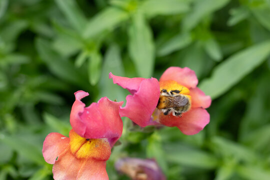 Bourdon des champs --- Bourdon roux (Bombus pascuorum)
Bombus pascuorum on an unidentified flower or plant
