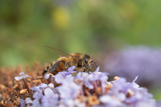 Abeille domestique --- Abeille mellif&egrave;re (Apis mellifera)
Apis mellifera on an unidentified flower or plant
