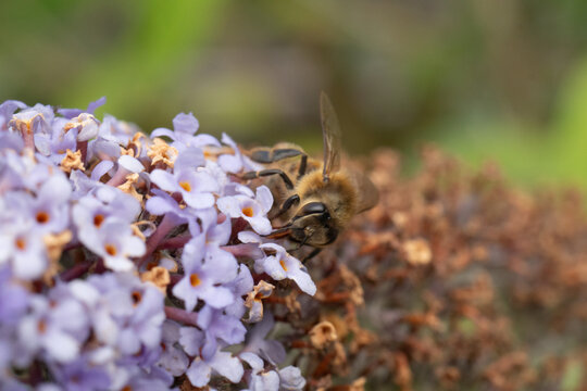 Abeille domestique --- Abeille mellif&egrave;re (Apis mellifera)
Apis mellifera on an unidentified flower or plant
