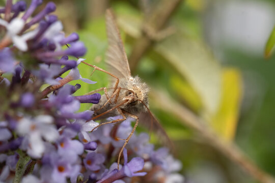 Gamma --- Lambda (Autographa gamma)
Autographa gamma in its natural element
