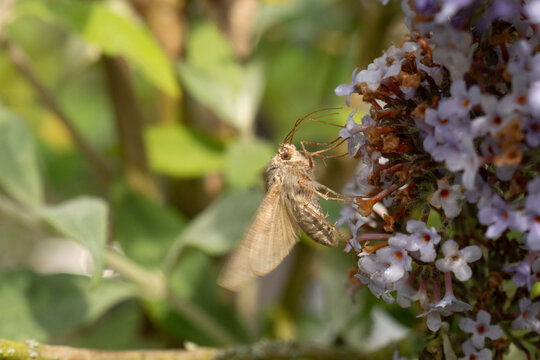 Gamma --- Lambda (Autographa gamma)
Autographa gamma in its natural element

