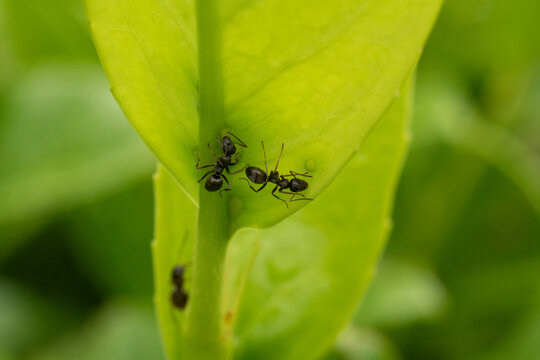 Fourmi soyeuse (Formica fusca)
Formica fusca in its natural element
