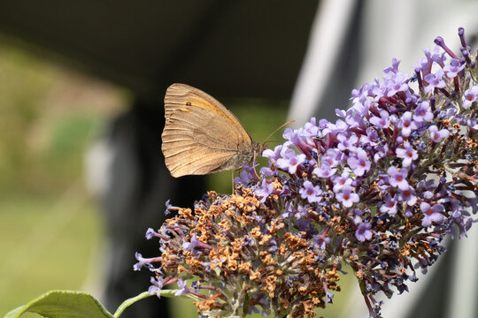 Myrtil (Maniola jurtina)
Maniola jurtina in its natural element
