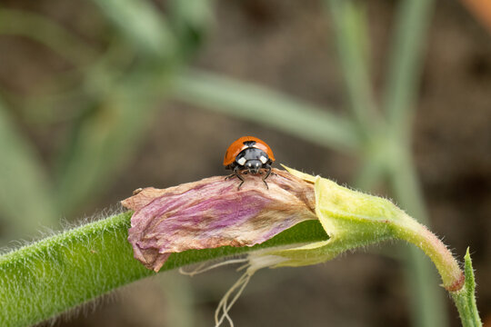Coccinelle &agrave; Sept Points (Coccinella septempunctata)
Coccinella septempunctata on an unidentified flower or plant
