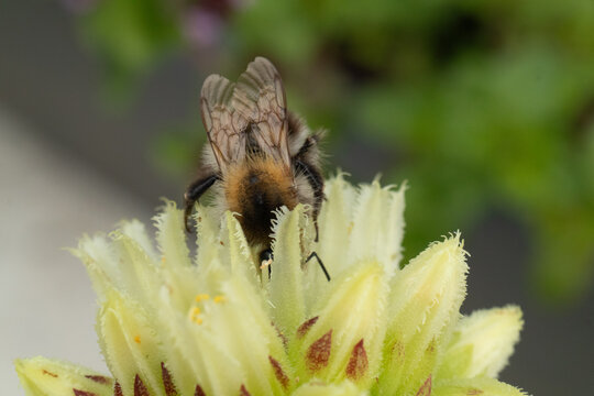 Bourdon des champs --- Bourdon roux (Bombus pascuorum)
Bombus pascuorum on an unidentified flower or plant
