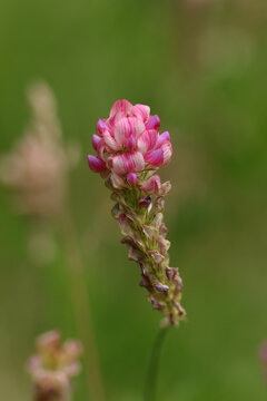 Sainfoin (Onobrychis viciifolia)
Onobrychis viciifolia in flower
