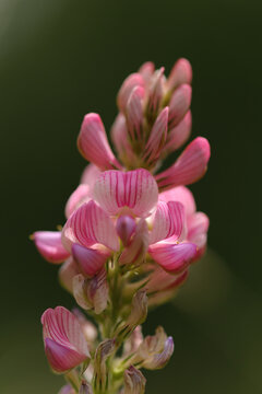 Sainfoin (Onobrychis viciifolia)
Onobrychis viciifolia in flower
