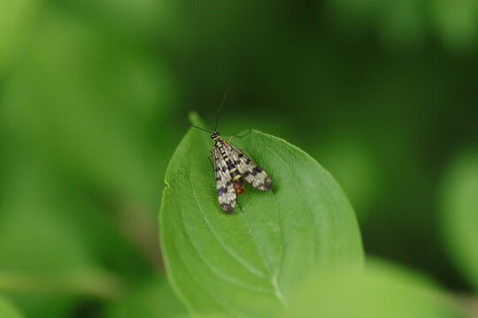 Mouche scorpion (Panorpa germanica)
Panorpa germanica in its natural element
