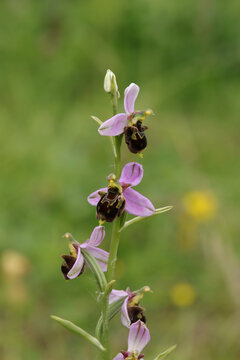 Ophrys abeille (Ophrys apifera)
Ophrys apifera in flower