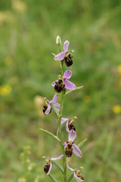 Ophrys abeille (Ophrys apifera)
Ophrys apifera in flower