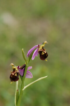 Ophrys abeille (Ophrys apifera)
Ophrys apifera in flower
