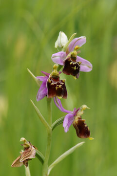 Ophrys bourdon (Ophrys fuciflora)
Ophrys fuciflora in flower