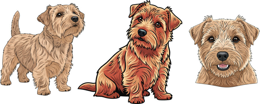 Norfolk Terrier dog standing sitting curious headshot portrait psoe set