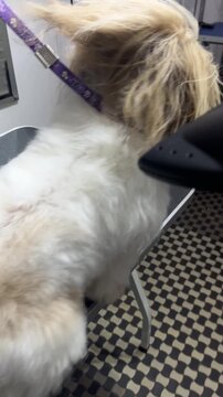 A Shih Tzu dog being blow-dried at a grooming salon