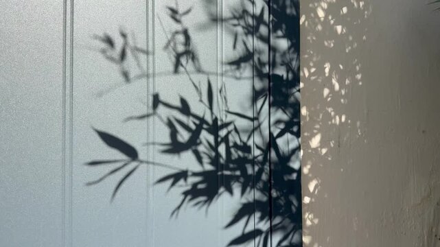 Ombre bambous sous le vent