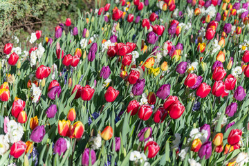 Fototapeta premium Pink and White Variegated Triumph Tulips in Bloom