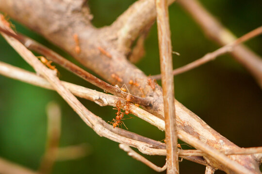 Close-up of ants on tree trunks