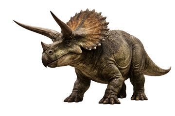 Fototapeta premium Triceratops Dinosaur Isolated on White Background – Prehistoric Animal 3D Illustration