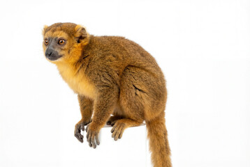 Fototapeta premium Golden bamboo lemur sitting on a pedestal isolated on white background