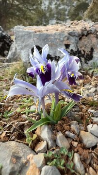 Rare mountain flower Iris blooming under bright sunlight
