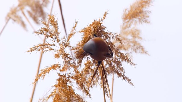 Wildlife - Birds. They feed on bearded reedling (Panurus biarmicus) birds, insects and reed seeds that live in large reeds in wetlands.