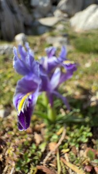 Close-up of wild purple Iris flower blooming in spring nature
