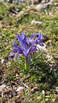 Springtime botanical background with purple wild Iris flower