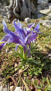 Small purple iris flower growing in wild grassy field
