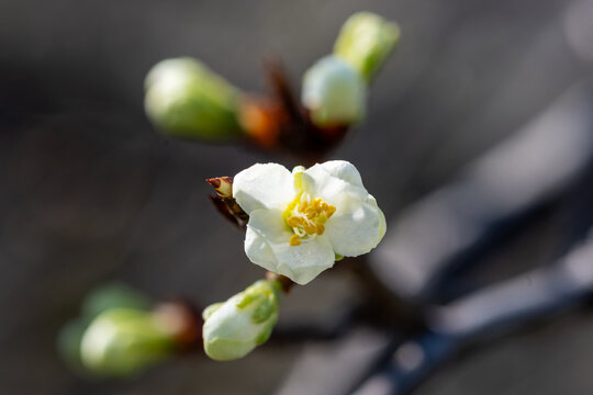 Fleur blanche de Prunus en gros plan, avec &eacute;tamines jaunes et d&eacute;tails macros, en pleine floraison printani&egrave;re sur branche d&rsquo;arbre fruitier, fond flou naturel, lumi&egrave;re douce, profondeur de champ r&eacute;duit
