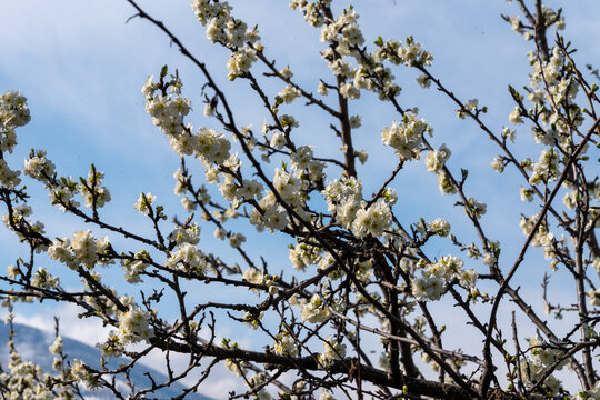 Fleur blanche de Prunus en gros plan, avec &eacute;tamines jaunes et d&eacute;tails macros, en pleine floraison printani&egrave;re sur branche d&rsquo;arbre fruitier, fond flou naturel, lumi&egrave;re douce, profondeur de champ r&eacute;duit