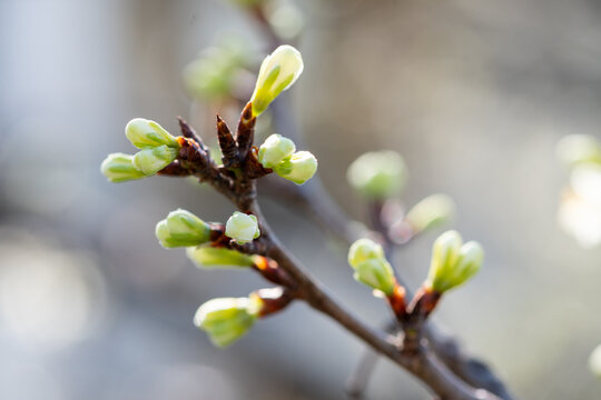 Fleur blanche de Prunus en gros plan, avec &eacute;tamines jaunes et d&eacute;tails macros, en pleine floraison printani&egrave;re sur branche d&rsquo;arbre fruitier, fond flou naturel, lumi&egrave;re douce, profondeur de champ r&eacute;duit