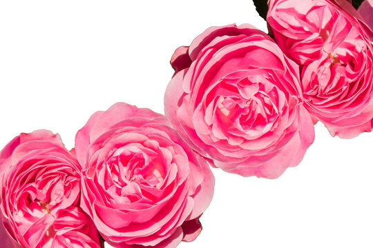Pinke Rosenbl&uuml;tenkette Rosenkette Rosen Rosenbl&uuml;ten