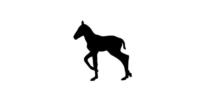 Animation with a foal walking on the white background (seamless loop)