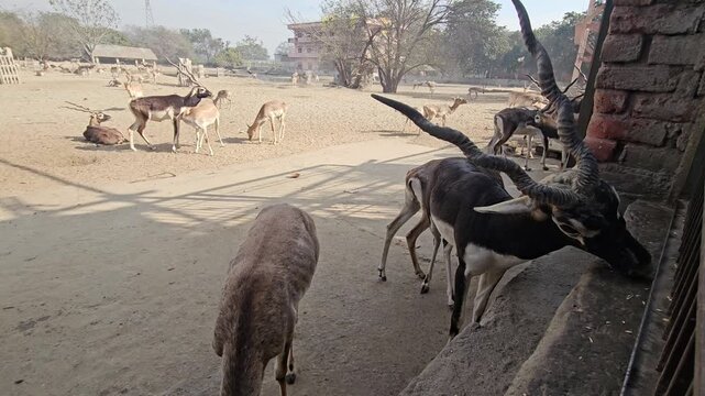 Blackbuck Antelopes (Antilope cervicapra) Feeding in Wildlife Park Enclosure, Male Blackbuck with Spiral Horns, Indian Antelope, Conservation