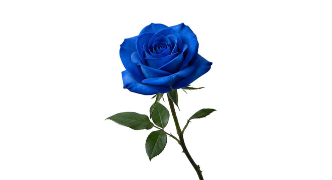 Beautiful blue rose with green leaves isolated on white background, realistic blooming rose flower, elegant floral illustration