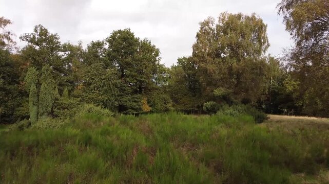 Tiefer Drohnenflug durch Heide und Buschwerk