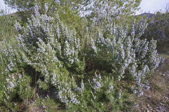 Rosemary shrub in full bloom