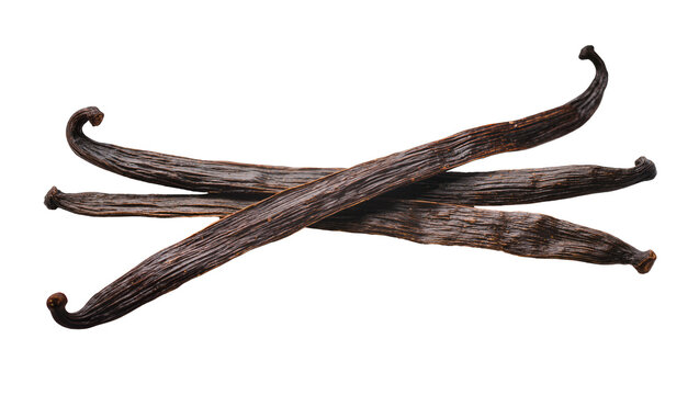 Isolated fragrant vanilla pods, natural organic spice for baking and culinary uses