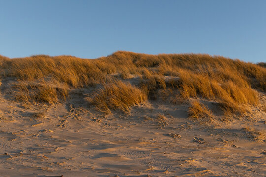 D&uuml;ne mit Strandhafer.