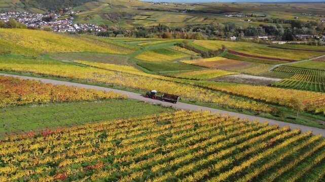 Traktor in den Weinbergen - Birkweiler, Rheinland Pfalz