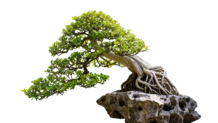 Fototapeten Bonsai Isolated elegant Ficus microcarpa bonsai tree with exposed roots growing on a textured rock formation  © Sorin