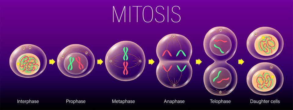 Diagram of Mitosis vector. Interphase, Prophase, Metaphase, Anaphase, and Telophase. Cell division for education use. Chromosomes and cells structure. 