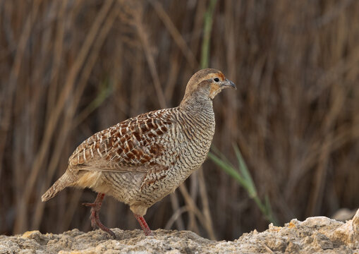Closeup of a Grey francolin at Asker, Bahrain