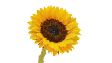 Obraz premium Isolated cheerful sunflower head with vibrant yellow petals and textured brown seed center.