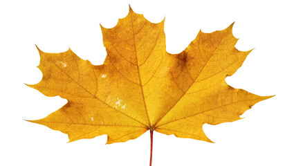 Fototapeta premium Isolated natural autumn maple leaf with vibrant yellow and orange colors, a beautiful fall season element